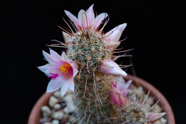 Mammillaria thornberi 