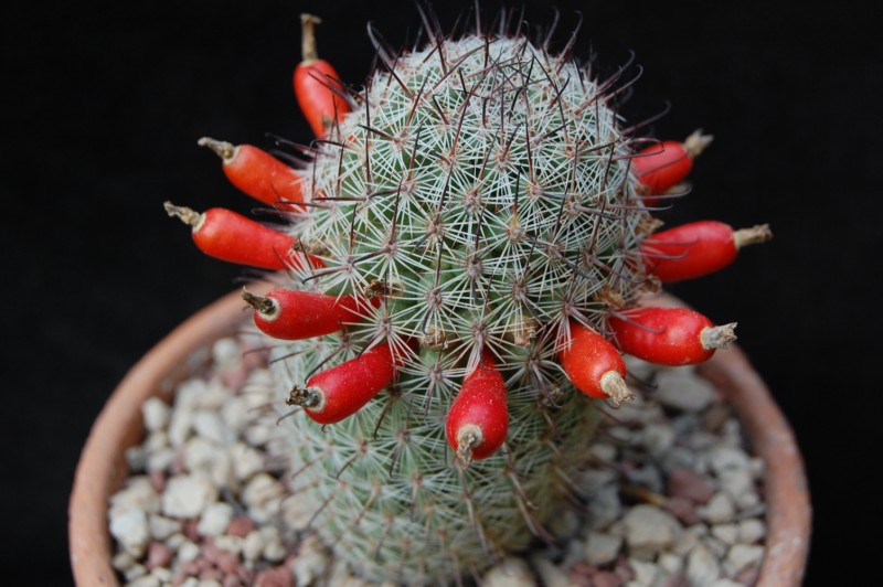 Mammillaria inaiae 