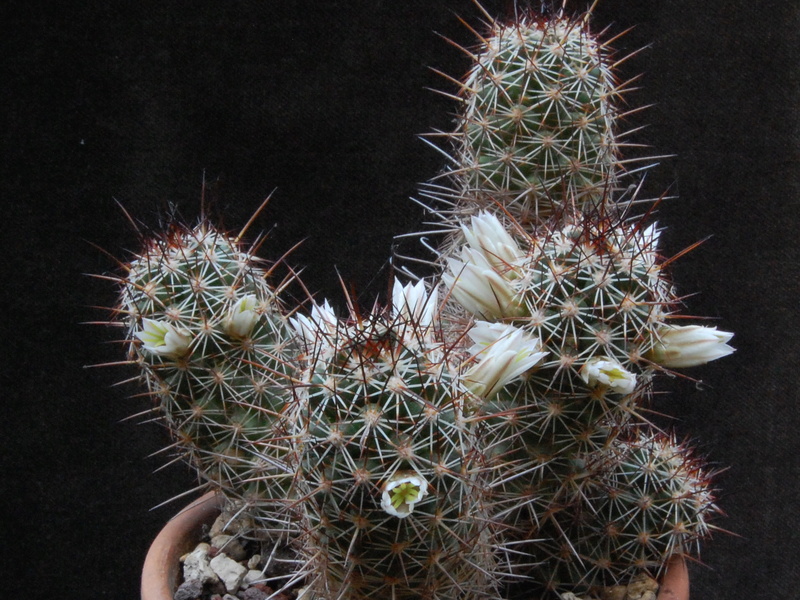 Mammillaria capensis 