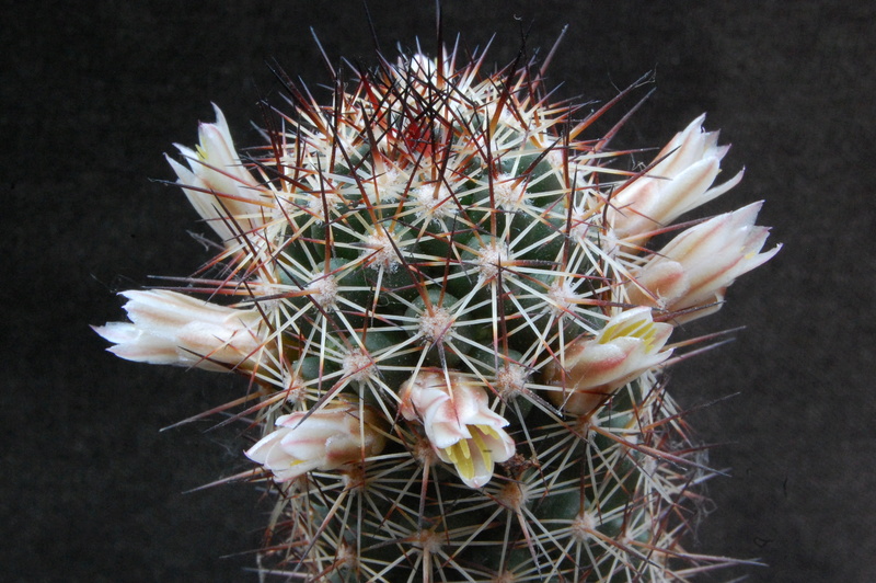 Mammillaria capensis LAU 53