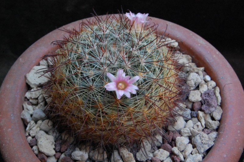 Mammillaria kleiniorum 