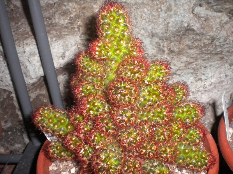 Mammillaria elongata 