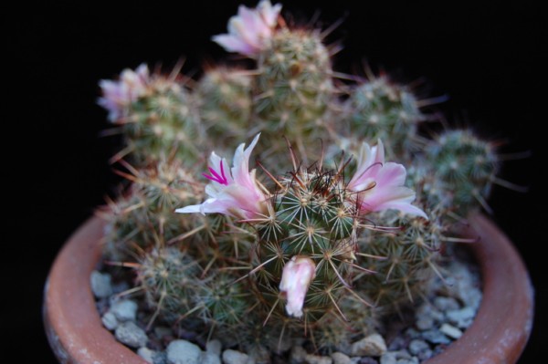 Mammillaria thornberi 