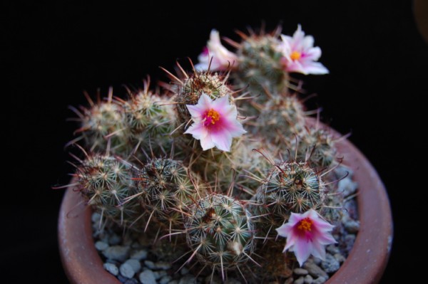 Mammillaria thornberi 