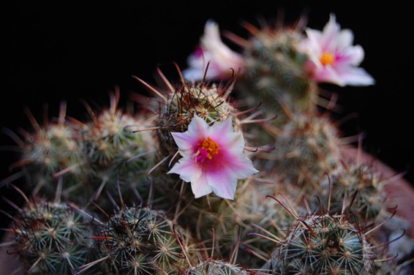 Mammillaria thornberi 