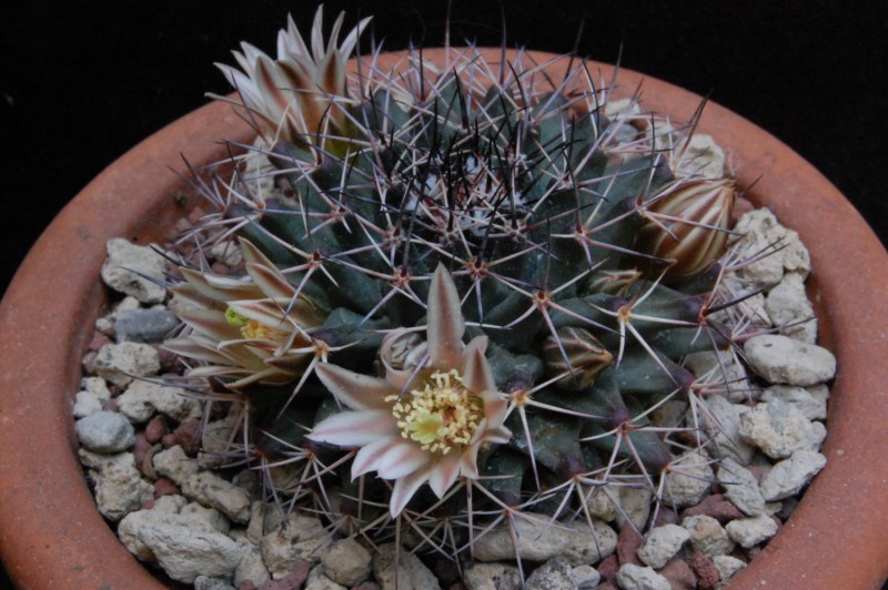 Mammillaria parrasensis 