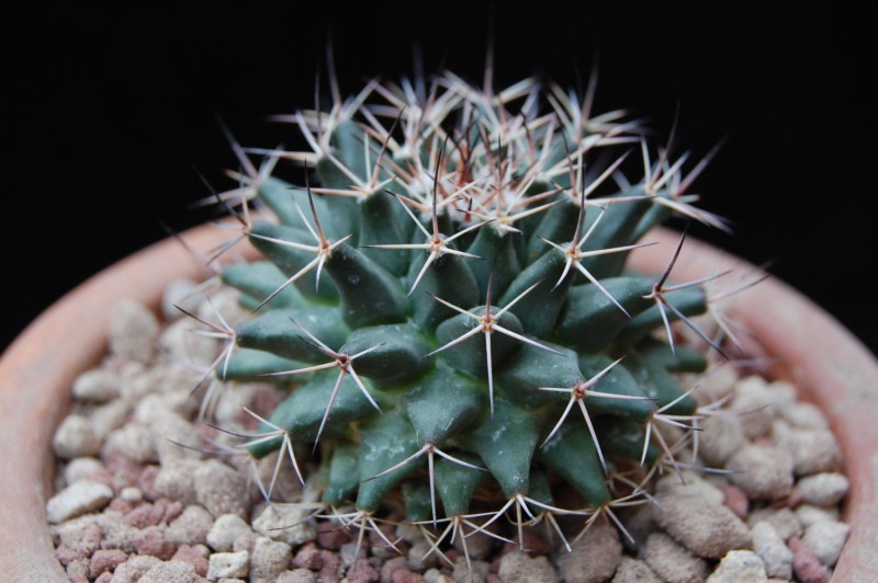 Mammillaria parrasensis 