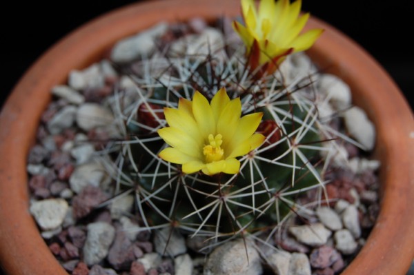 Mammillaria melaleuca 