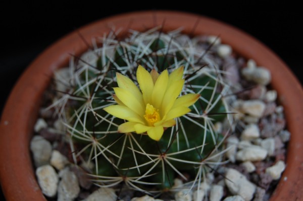 Mammillaria melaleuca 