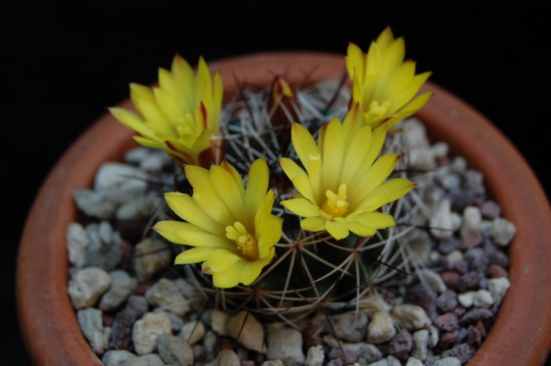 Mammillaria melaleuca 