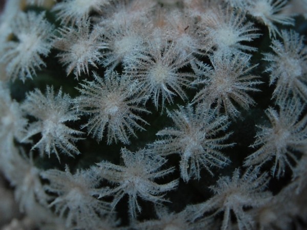 Mammillaria roemeri 