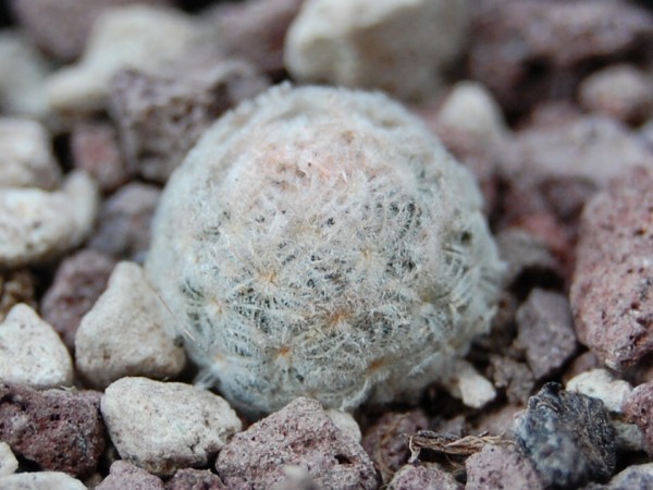 Mammillaria roemeri 