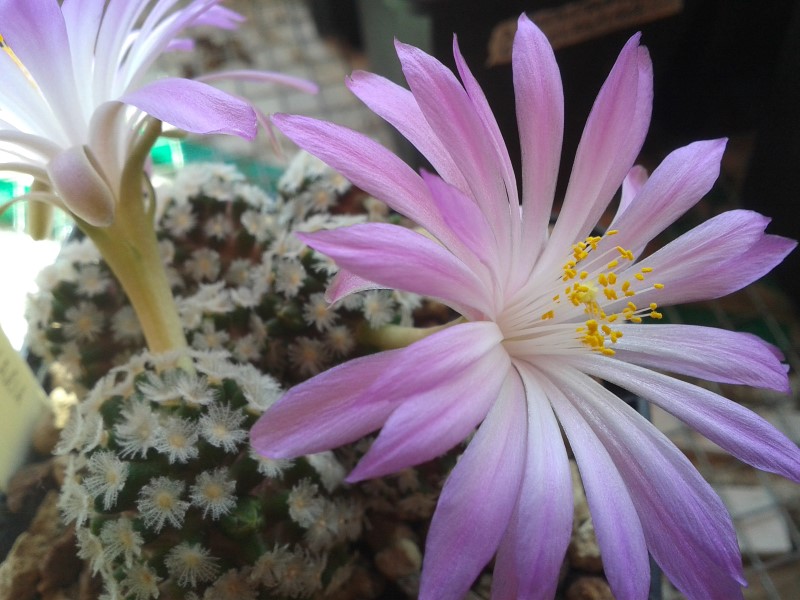 Mammillaria theresae 