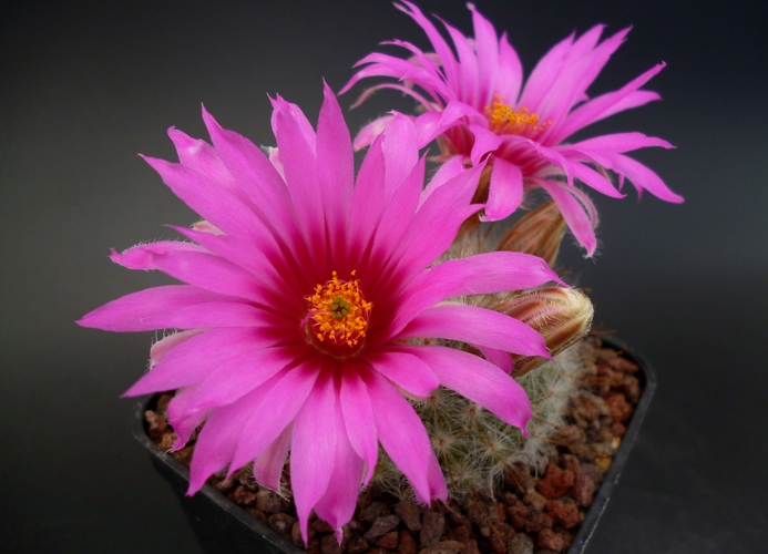 Mammillaria guelzowiana 