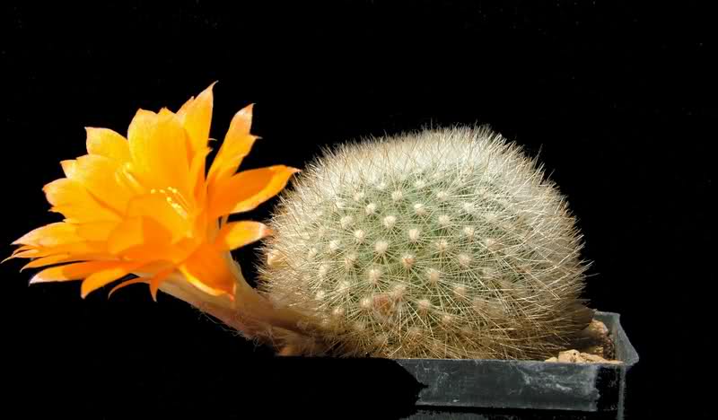 Rebutia hoffmannii 