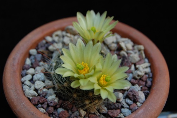 Mammillaria heidiae 