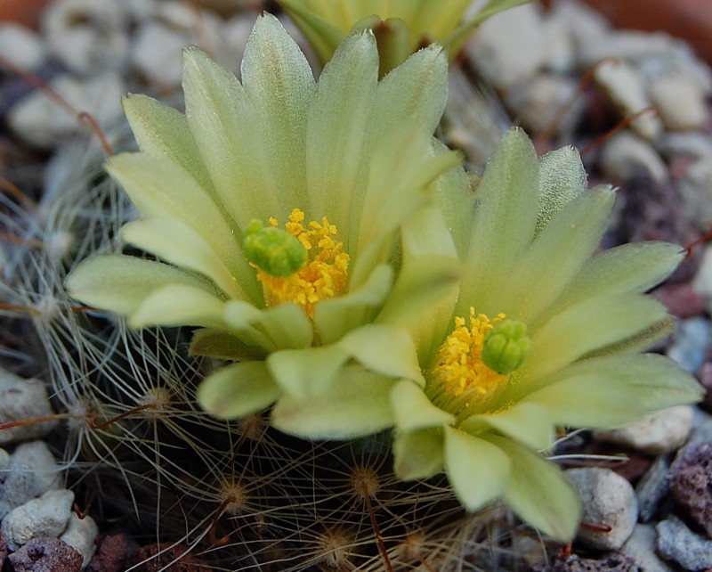 Mammillaria heidiae 