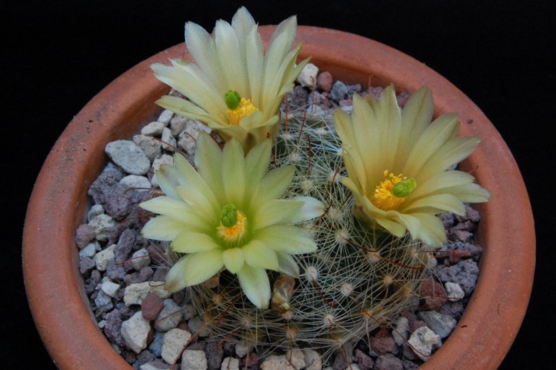 Mammillaria heidiae 