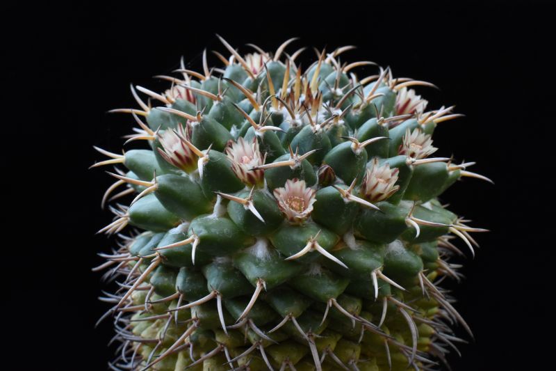 mammillaria magnimamma