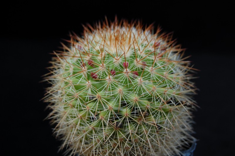 Mammillaria kladiwae 