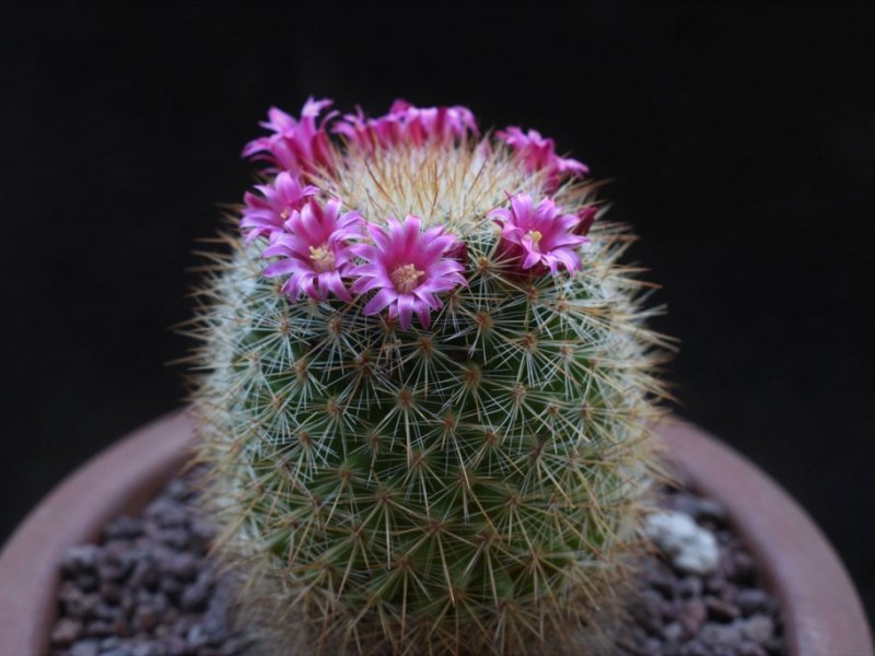 Mammillaria kladiwae 