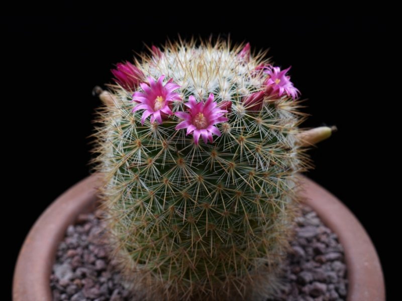 Mammillaria kladiwae 