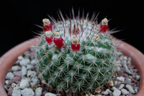 Mammillaria hertrichiana LAU 619