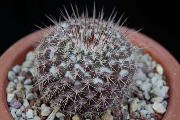 Mammillaria hertrichiana LAU 619