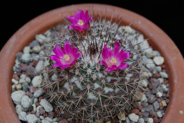 Mammillaria hertrichiana LAU 619