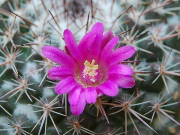 Mammillaria hertrichiana LAU 619