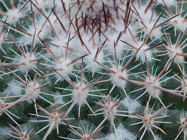 Mammillaria hertrichiana LAU 619