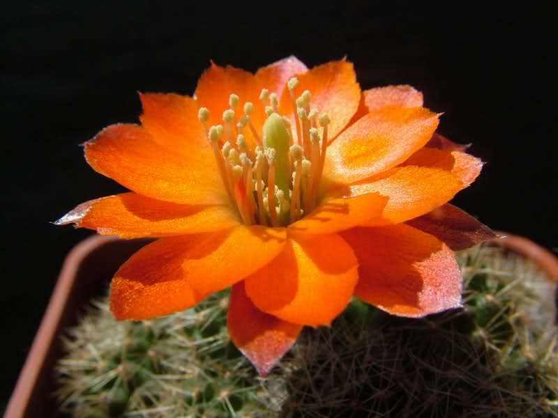 Rebutia steinmannii v. brachyantha R297