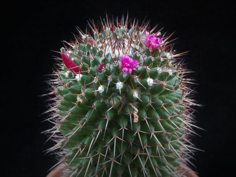 Mammillaria polythele ssp. durispina 