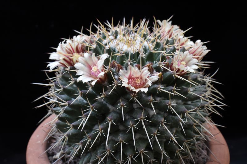 mammillaria rioverdense