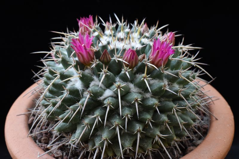 Mammillaria rioverdense REP 1123