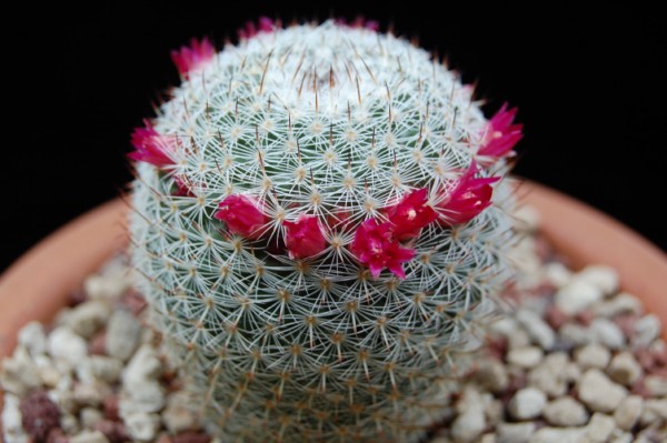 Mammillaria aff. monticola REP 843