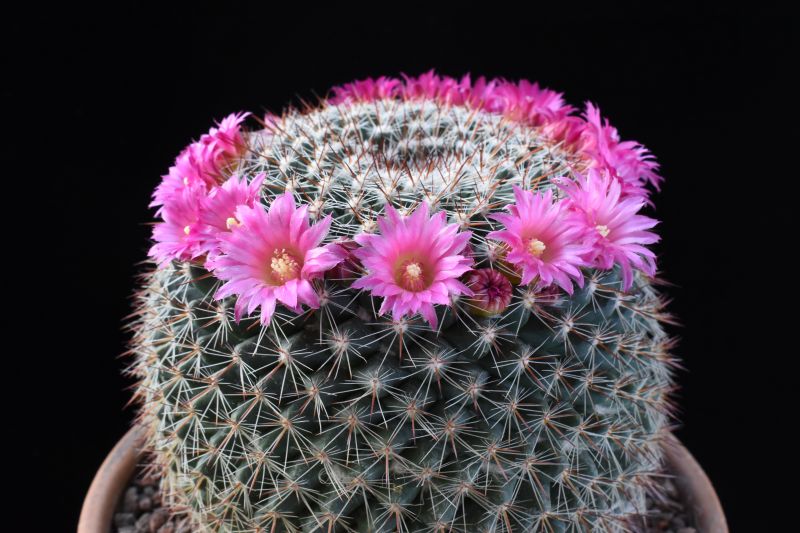 Mammillaria lindsayi 