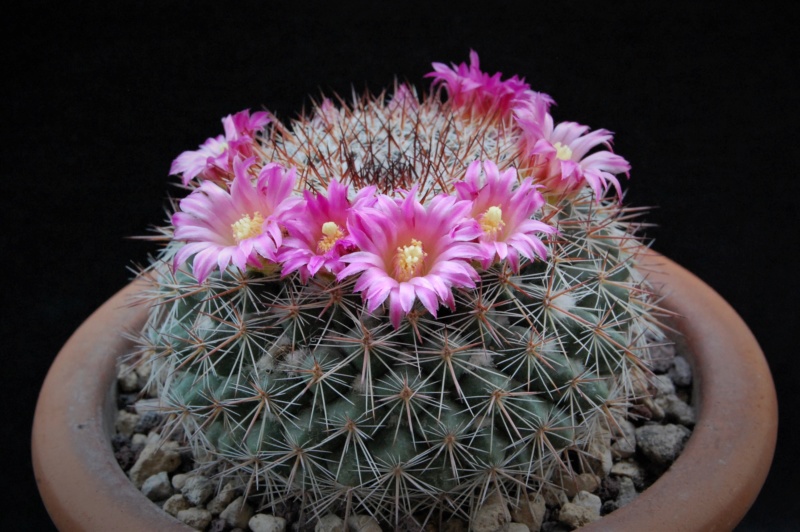 Mammillaria floresii REP 2107