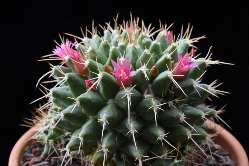 mammillaria angularis