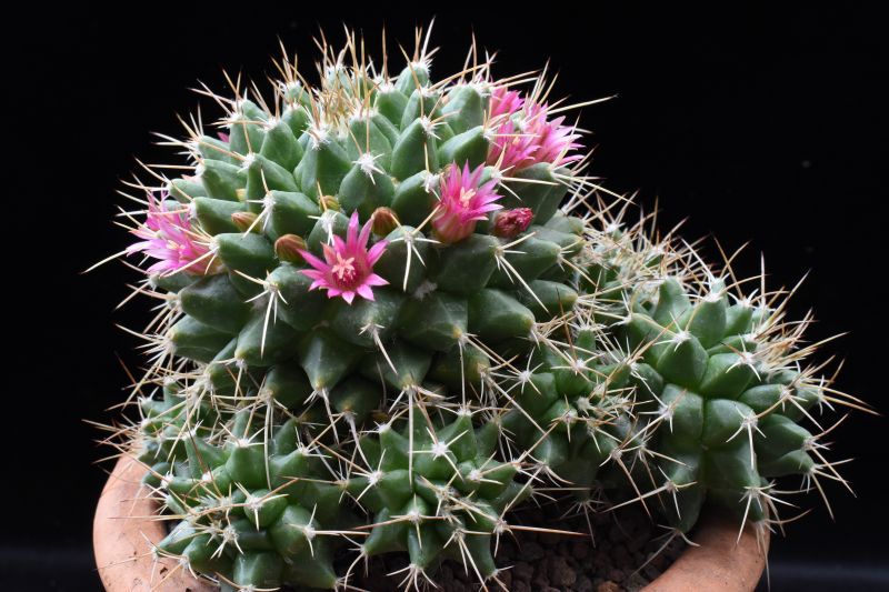 Mammillaria angularis MM 159