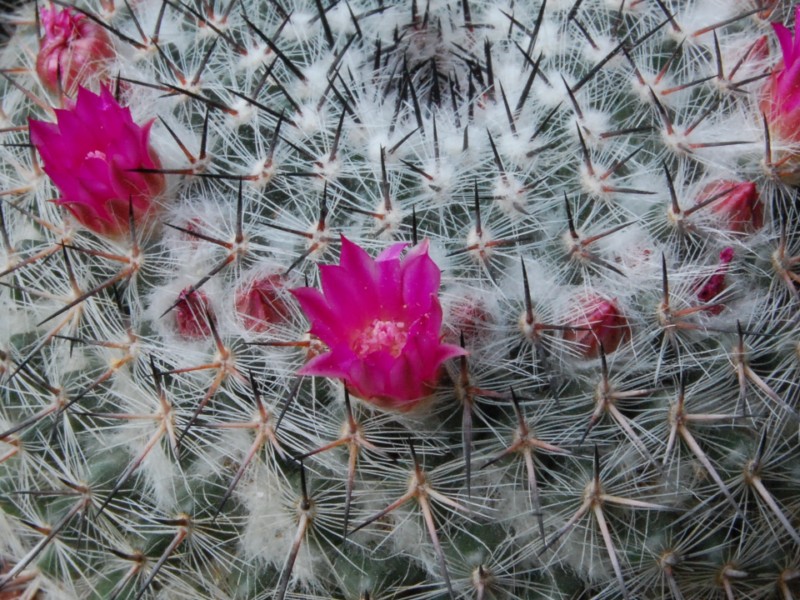 Mammillaria aff. woodsii ROG 578