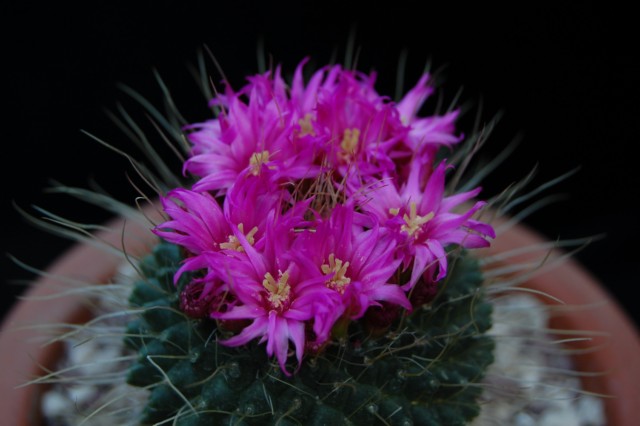 Mammillaria spinosissima cv. un pico 