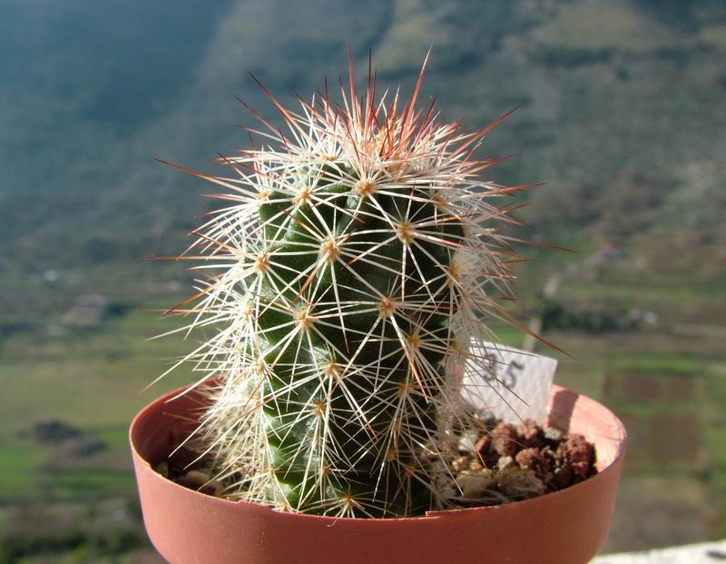 echinocereus dasyacanthus