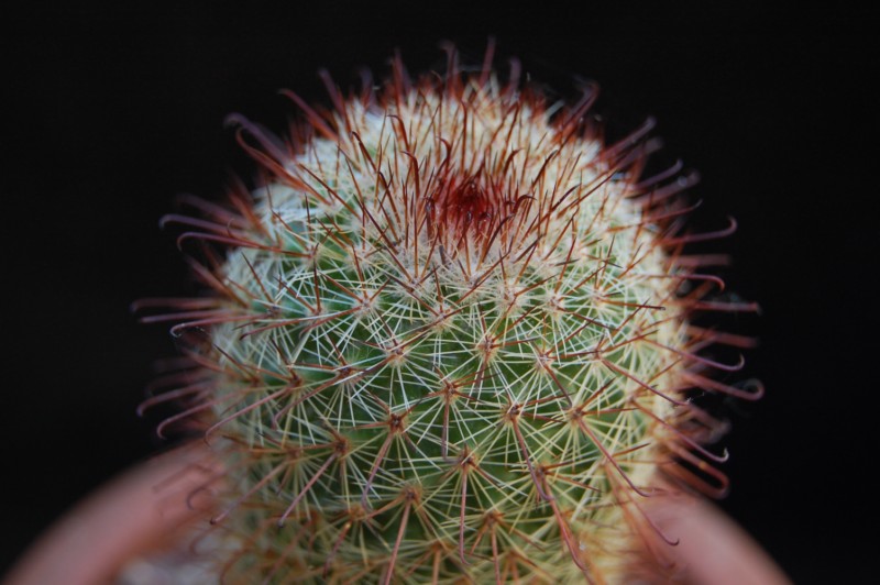 Mammillaria rossiana 