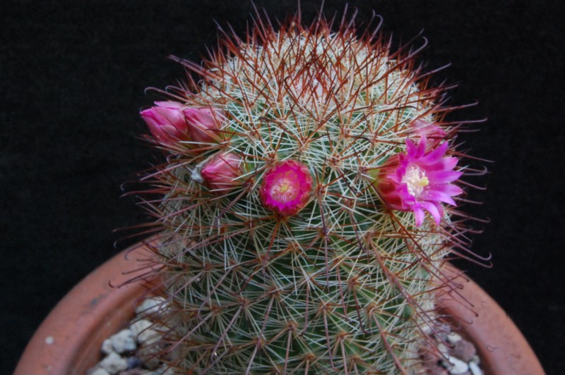 Mammillaria rossiana 