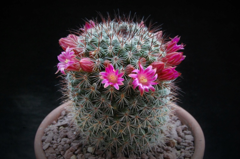 Mammillaria hubertmulleri 