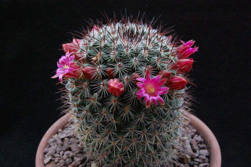 Mammillaria hubertmulleri 