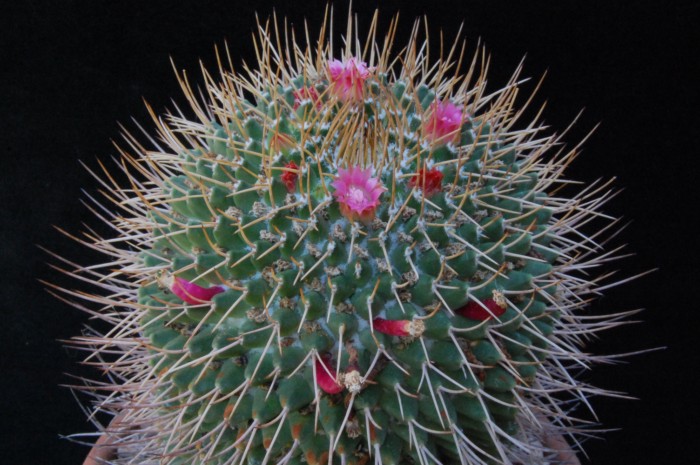 Mammillaria polythele ssp. obconella 