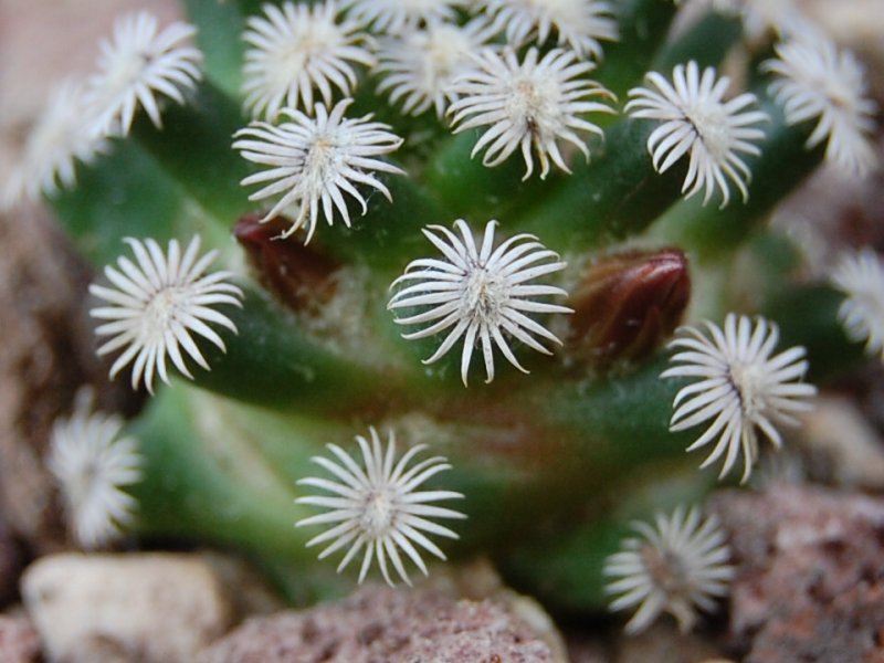 Mammillaria hernandezii 