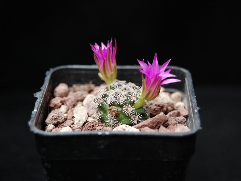 Mammillaria hernandezii 